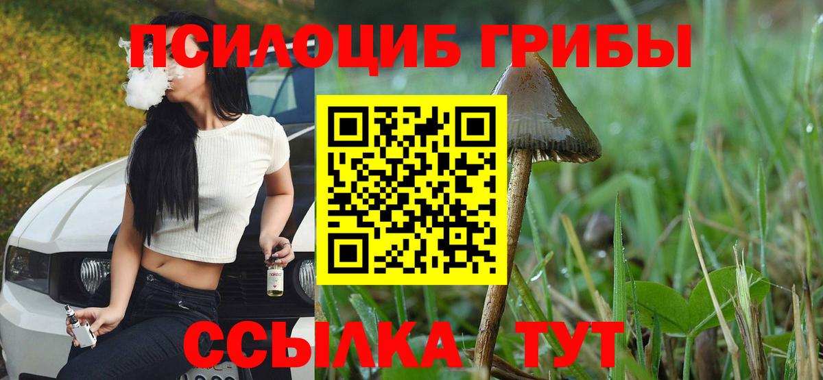 Дятьково  Псилоцибиновые грибы Psilocybe  Вход с VPN  Галлюциногенные грибы Psilocybe 